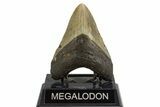 Fossil Megalodon Tooth - North Carolina #328100-2